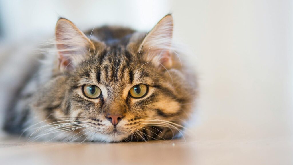 cat looking