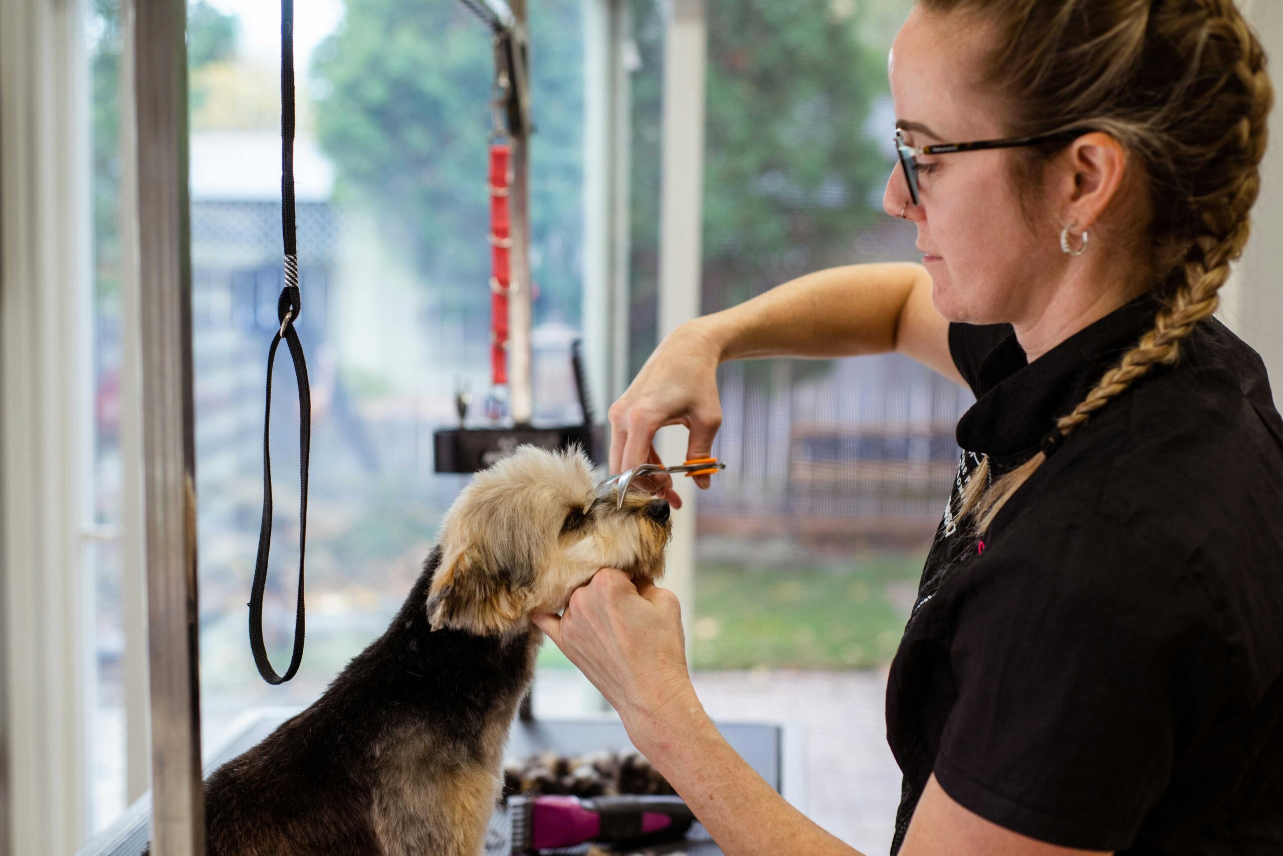 dog grooming services in kerala