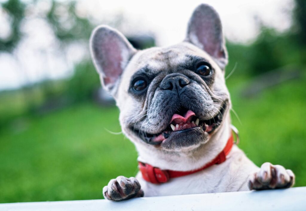 dog looking