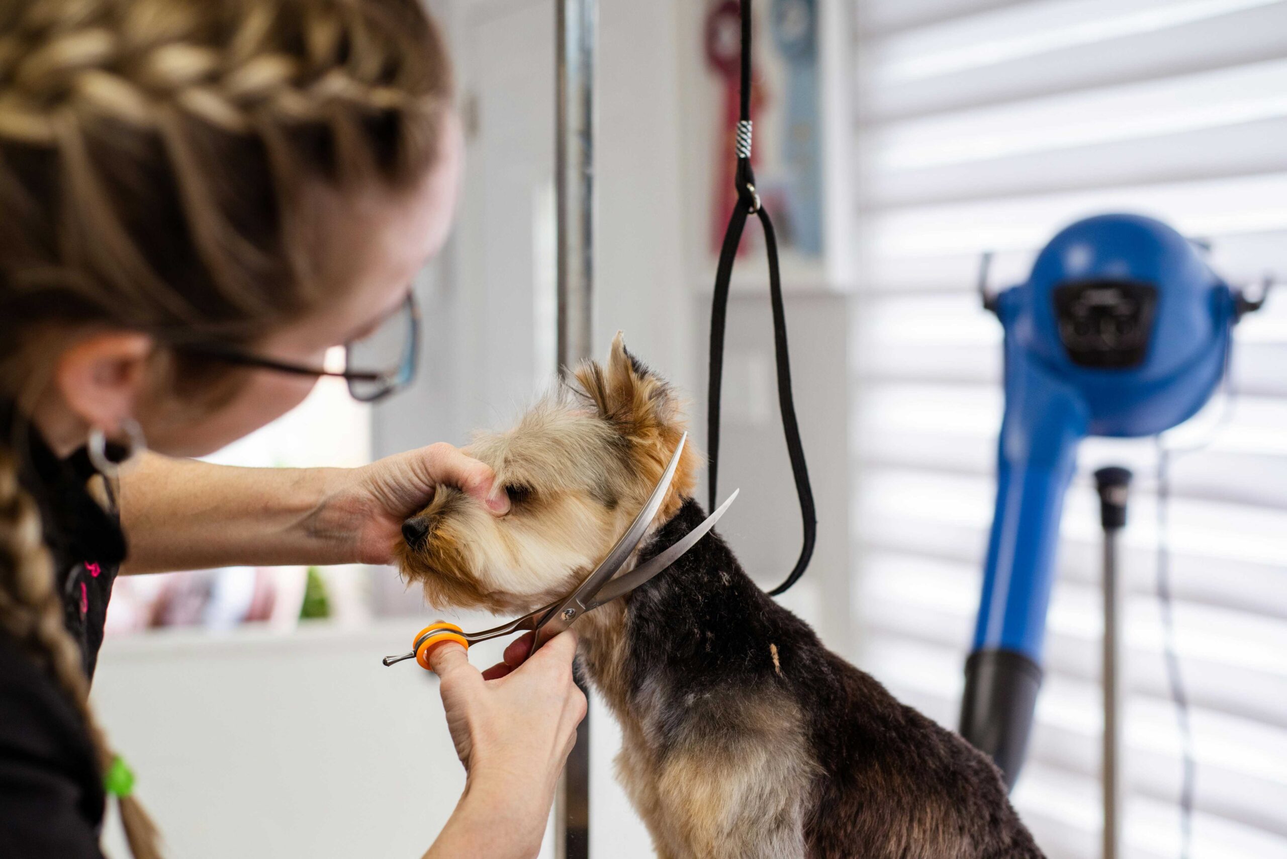 dog hair cutting