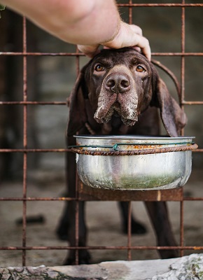 feeding a dog