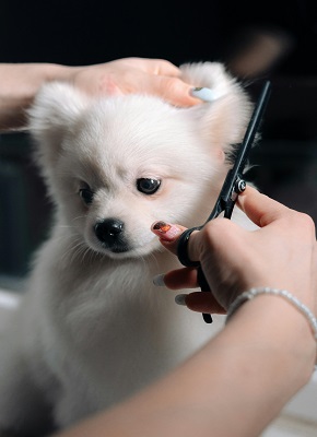 cutting hair of puppy