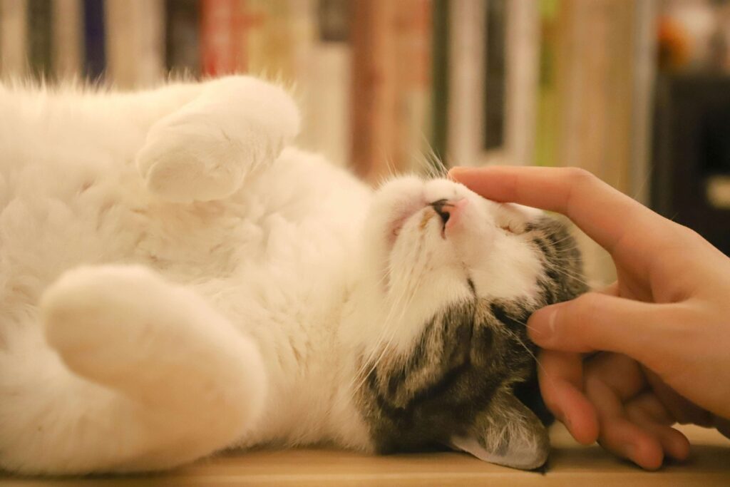 contact us vtr petcare