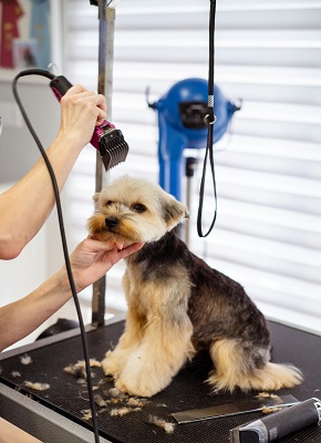 dog hair trimming