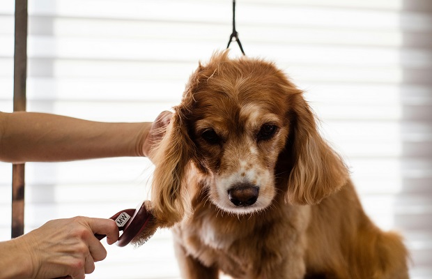 grooming a dog