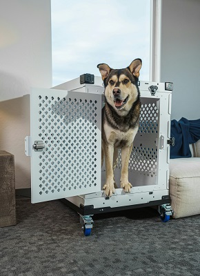 dog in cage