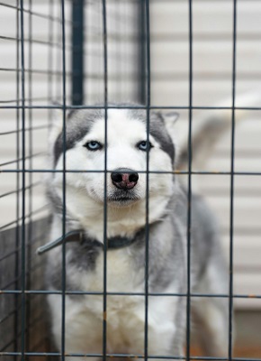 dog in hostel