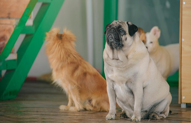 dogs in daycare