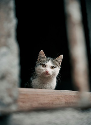 cat in boarding