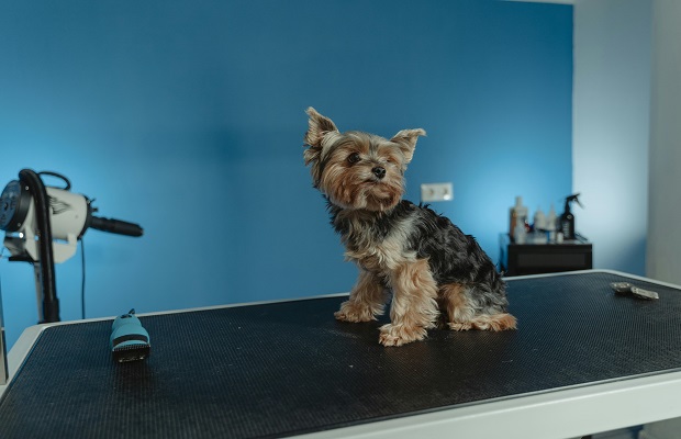 dog ready for grooming