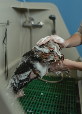 dog bathing