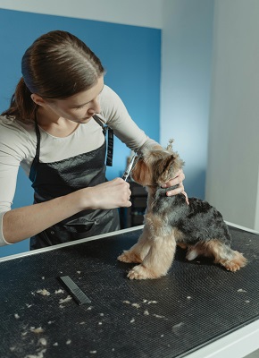 cutting hair of dog